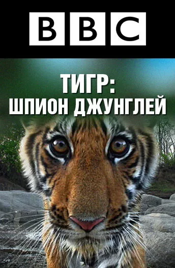 BBC: Тигр – шпион джунглей (сериал 2008)
